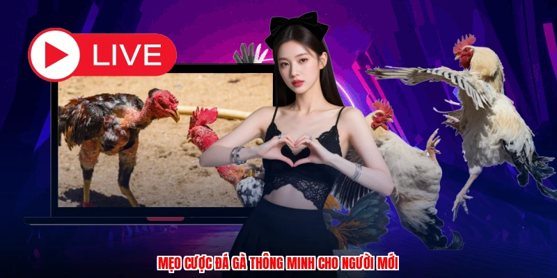 Mẹo cược đá gà thông minh cho người mới