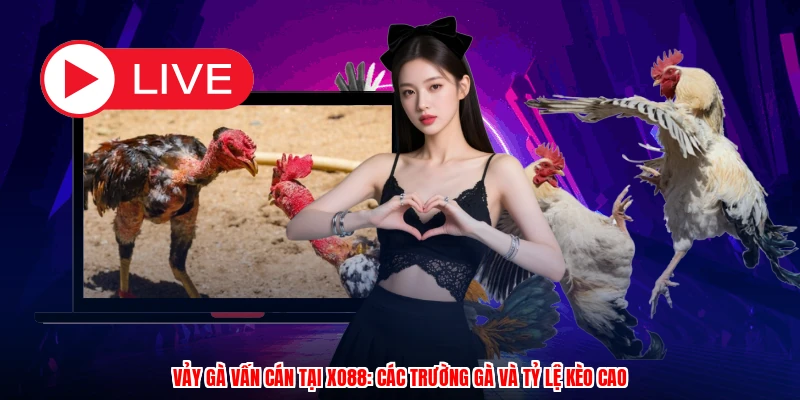 Vảy Gà Vấn Cán Tại XO88: Các Trường Gà Và Tỷ Lệ Kèo Cao