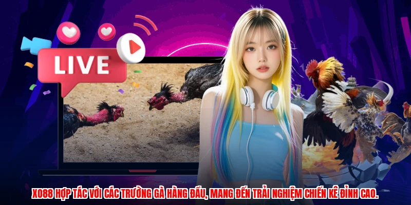 XO88 hợp tác với các trường gà hàng đầu, mang đến trải nghiệm chiến kê đỉnh cao.